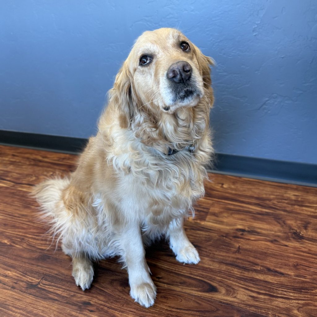 Kinsey the Golden Retriever